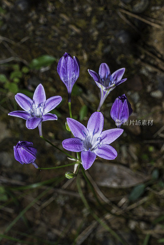 三胞胎百合Triteleia bridgesii(以前的Brodiaea bridgesii)被称为Bridges’Brodiaea。它生长在加州和俄勒冈州的丘陵和低海拔山区，经常生长在蛇形土壤地区。Asparagaceae,中期